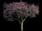 Pink Silk Floss Tree — design image 1