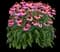 PowWow® Wild Berry Coneflower (Echinacea) — design image 1