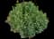Rue — design image 2