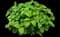 Lemon Balm — design image 1
