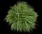Maiden Grass — design image 3