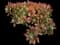 Leucoblepharum aeonium — design image 1