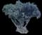 Tahitian Screw Pine — design image 13