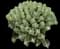 Cow's horn cactus — design image 1