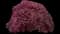 Crimson Queen Japanese Maple — design image 3