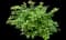 Japanese Spiraea — design image 6