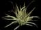 Flax Lily — design image 2