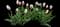 Tulip 'Happy Generation Triumph' — design image 1