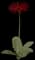 Spider Gerbera Daisy — design image 1