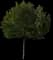 Laurel Tree (Laurus) — design image 5
