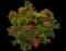 RADtko Double Knock Out® Rose — design image 3