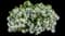 Fan Flower (Scaevola) — design image 1