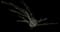 Ocotillo — design image 4