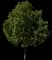 Laurel Tree (Laurus) — design image 3