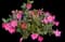 Mandevilla — design image 1