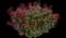 RADtko Double Knock Out® Rose — design image 1