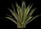 Marginata Agave Plant — design image 1