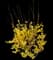 Lynwood Gold Forsythia Shrub — design image 5