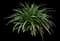 Lily Turf Grass — design image 13