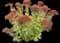 Showy stonecrop — design image 17