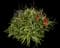 Torch Aloe — design image 23
