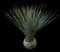Desert Spoon — design image 21