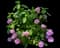 Bigleaf hydrangea — design image 1