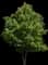 October Glory Red Maple Tree — design image 1