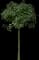 Norway Maple Tree — design image 8