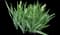 Bearded Iris — design image 5