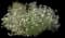 First Snow Heath Aster — design image 1