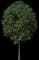 Norway Maple Tree — design image 7