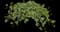Glacier Ivy — design image 1