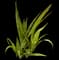 Asiatic poison lily — design image 6