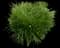 Slough Sedge — design image 2