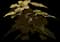 Poinsettia — design image 1