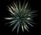 Pale Leaf Yucca — design image 1