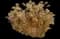 Maiden Grass — design image 2
