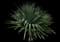 Tahitian Screw Pine — design image 5
