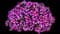 Capella™ Magenta Diamond Petunia hybrida — design image 1