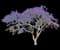 Jacaranda Tree — design image 2