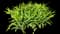 Daylilly — design image 9