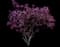 Saucer Magnolia Tree — design image 1