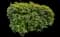 Chinese Photinia — design image 11