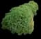 Cryptomeria 'Globosa Nana' Shrub — design image 3