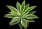 Variegated Fox Tail Agave — design image 3
