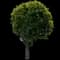 Flowering Pear Tree — design image 7