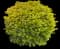 Sky Flower — design image 13