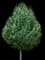 Flowering Pear Tree — design image 10