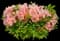 Azalea (Rhododendron) — design image 9